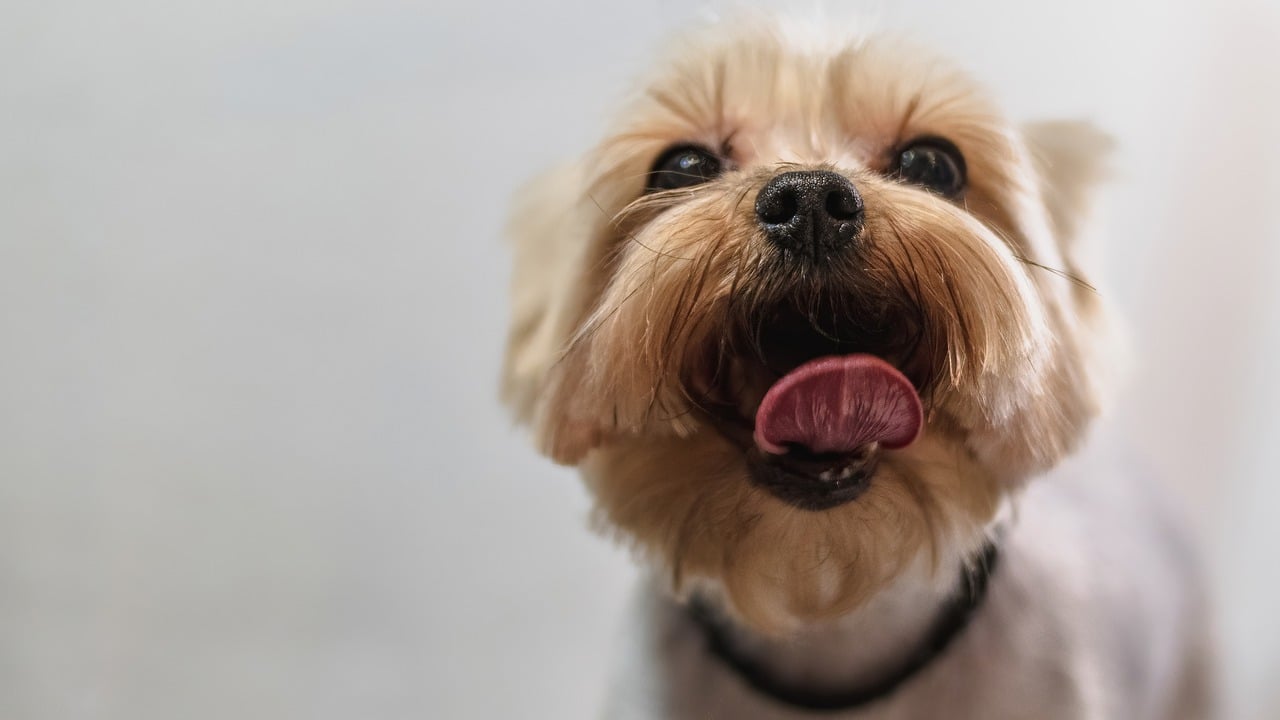 Tips for Bathing and Grooming Pets with Long Hair